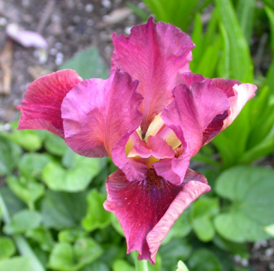 Unbekannte_braunrote_Iris_barbata.jpg