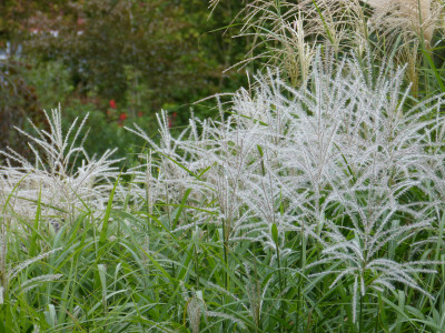 2018-08-15 Miscanthus 'Veitshöchheim' 1.jpg
