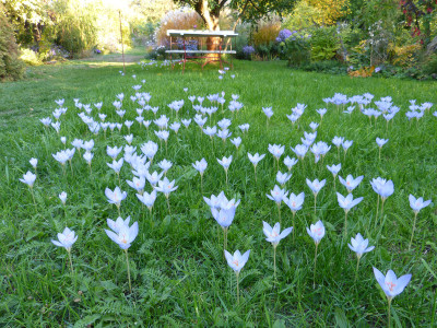 2018-10-10 Crocus speciosus 1.jpg