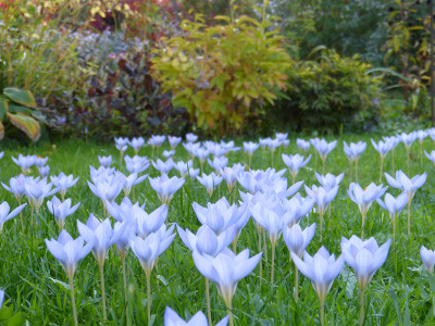 2018-10-10 Crocus speciosus 2.jpg
