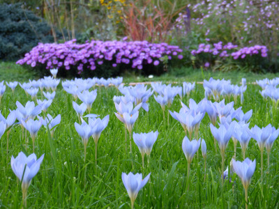 2018-10-10 Crocus speciosus 3.jpg