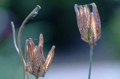 Schachbrettblume_verbluht_2_05-05-2007.jpg