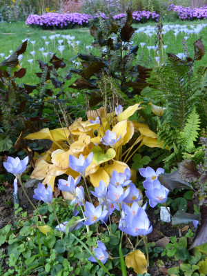 2018-10-10 Crocus speciosus 4.jpg