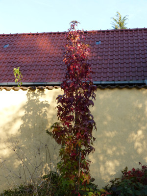 2018-10-10 Liquidambar 'Slender Silhouette'.jpg