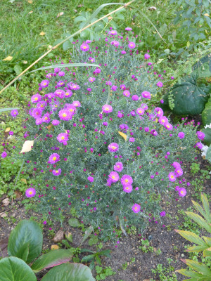 2018-10-10 Aster ericoides 'Pixie Dark Eye'.jpg