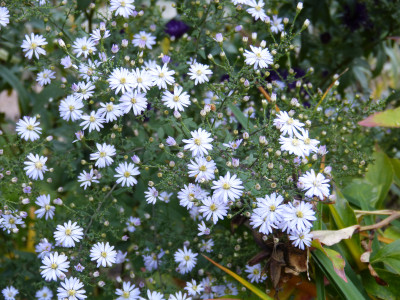 2018-10-10 Aster 'Sweet Lavender'.jpg