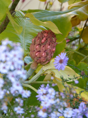 2018-10-10 Magnolia 'Ashei'.jpg