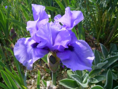 Codicil_PIC_0084.JPG