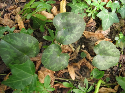 purpuras18.img.JPG