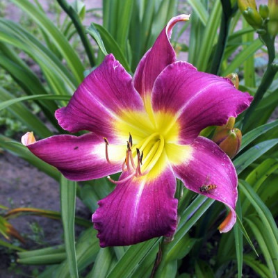 GT03-KLE8_Fuchsia_Fashion_X_Cameroons002.jpg