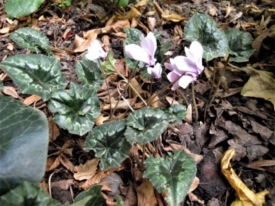 hedi18.img.JPG