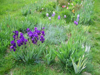 Iris_germanica_Redoute_als_Tuff_PIC_0568.jpg