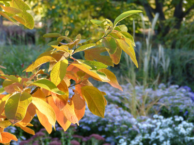 2018-10-10 Sassafras albidum.jpg