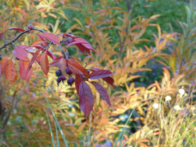 2018-10-10 Malus 'Royaly'.jpg