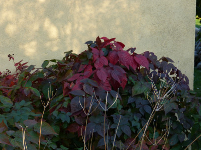 2018-10-10 Rubus.jpg