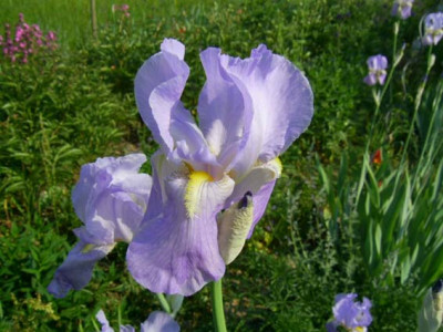 meine_Iris_pallida_PIC_0062.jpg
