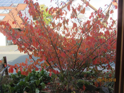 Hamamelis aus dem Fenster IMG_7710.jpg