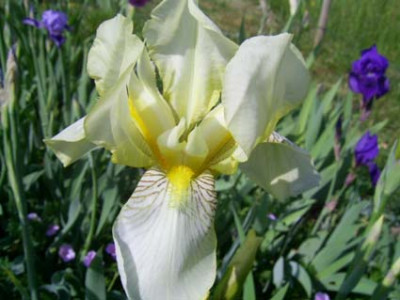 flavescens_PIC_0099.JPG