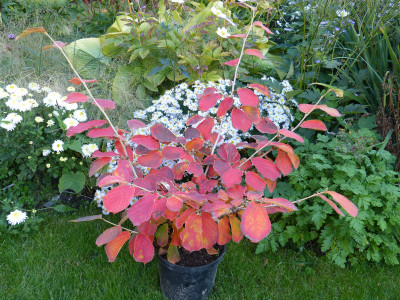 2018-10-11 Hamamelis 'Robert'.jpg