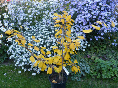 2018-10-11 Hamamelis 'Old Copper'.jpg