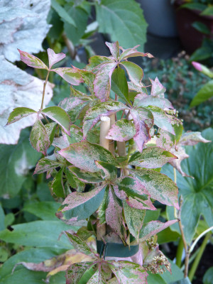 2018-10-11 Parthenocissus tricuspidata 'Star Showers'.jpg