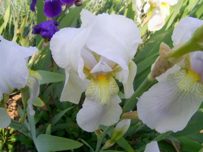 Iris_germanica_Florentina_PIC_0059.jpg