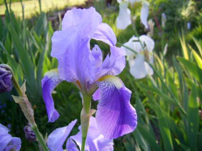 Iris_germanica_Durer__PIC_0023.JPG