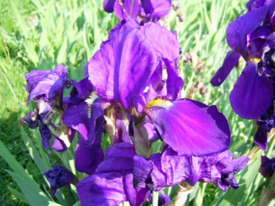 meine_Iris_germanica_Redoute_PIC_0054.jpg