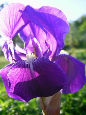Iris_germanica_PIC_0487.JPG