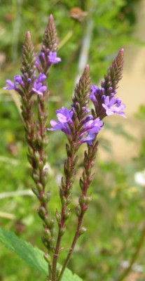 Verbena_sp2.jpg