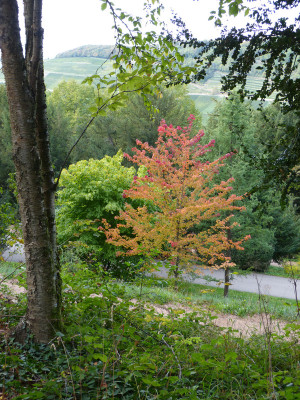 2018-10-06 Badenweiler 14.jpg