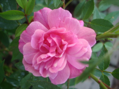 Rosa_Rouletti_die_Erste_07.jpg