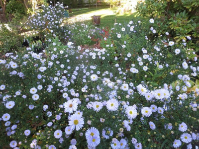 Aster novi-belgii 'Porzellan'_7404.jpg