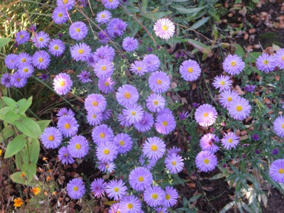 Aster bei Diptam_7405.jpg