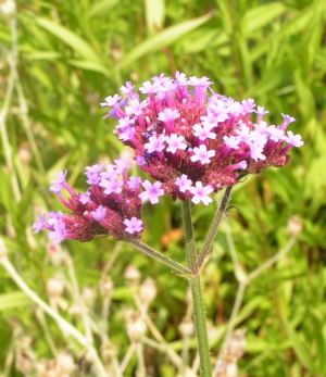Verbena_sp.jpg