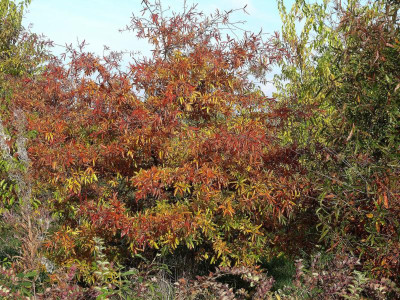 Quercus phellos_Thar.Am._P1110873.JPG