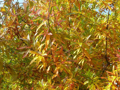 Quercus phellos_Thar.Am._P1110864.JPG