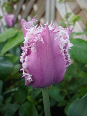 Crispatulpe_lila_07.jpg