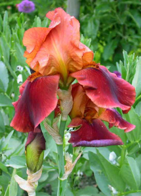 Unknown_Iris_braun-orange.jpg