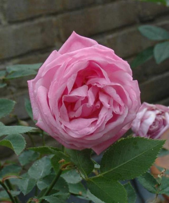 A3235a_Large.JPG