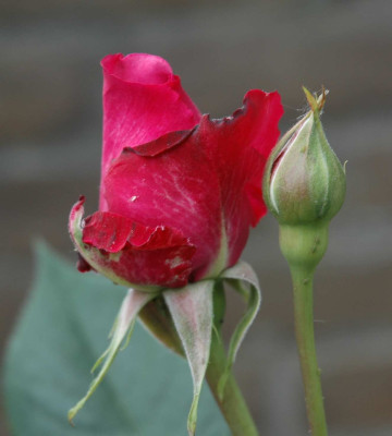 A3236a.JPG