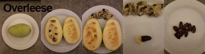 Overleese_13102018.jpg