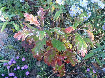 2018-10-13 Quercus rubra 'Wolfdonks Pride'.jpg