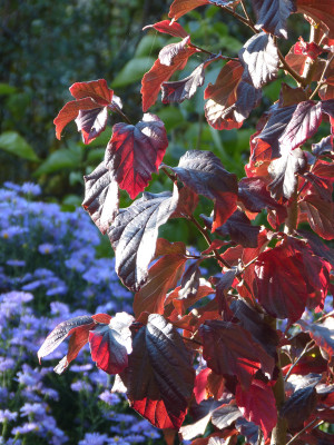 2018-10-13 Parrotia 'Felicie'.jpg