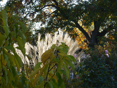 2018-10-13 Gartenimpressionen 2.jpg