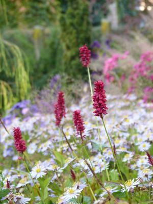 2018-10-13 Gartenimpressionen 4.jpg