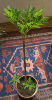 Pflanze_fraglich1_Kopie.gif