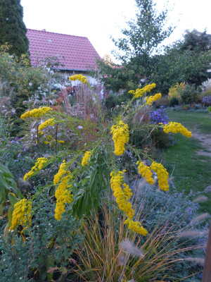 2018-10-13 Solidago.jpg