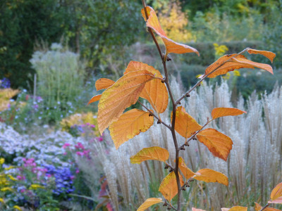 2018-10-13 Hamamelis 'Birgit'.jpg