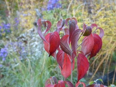 2018-10-13 Gartenimpressionen 21.jpg
